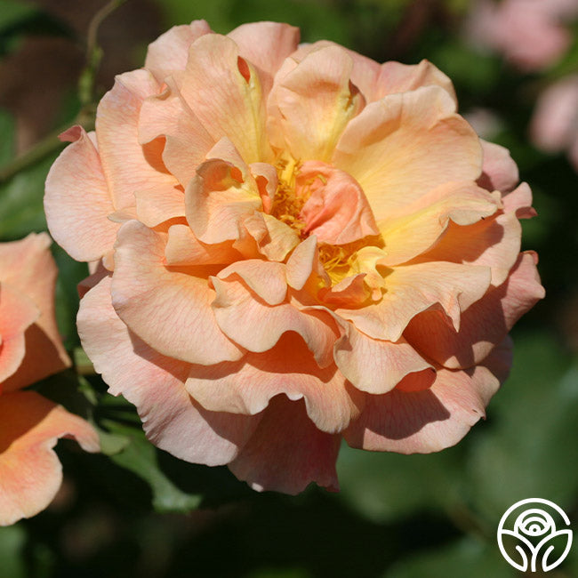  Fragrant Dream