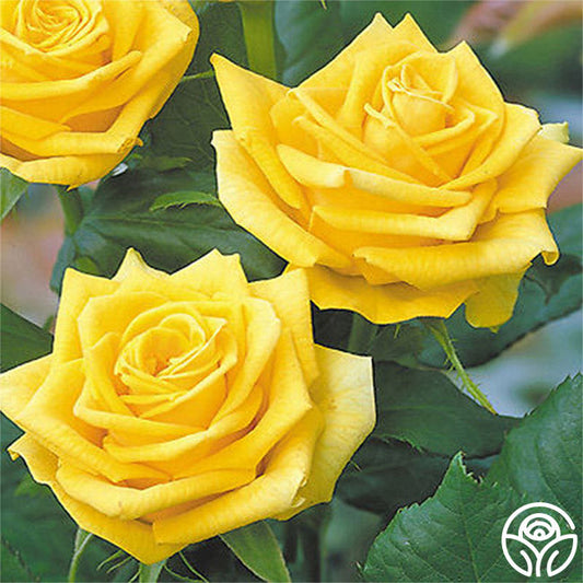  Fragrant Gold