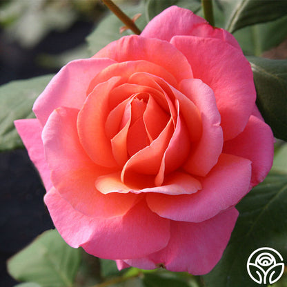  Fragrant Hour