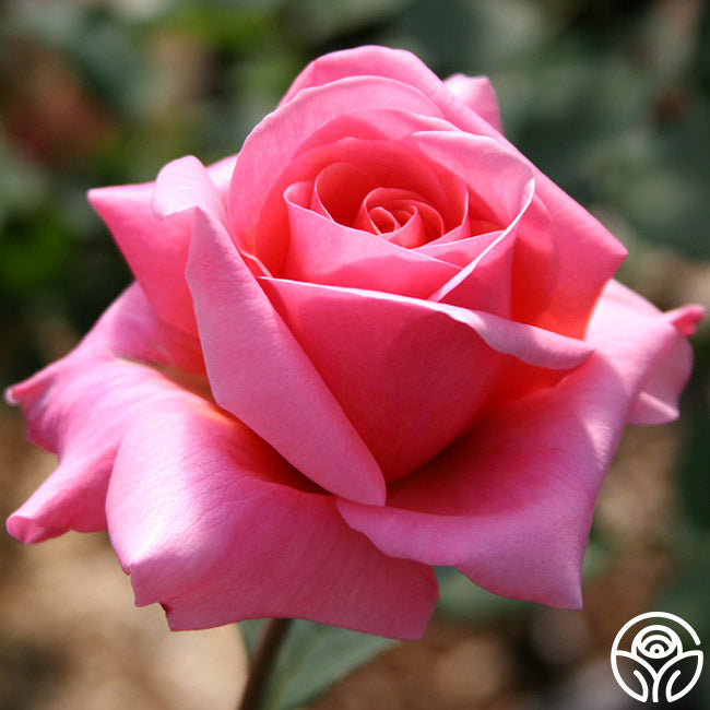  Fragrant Hour