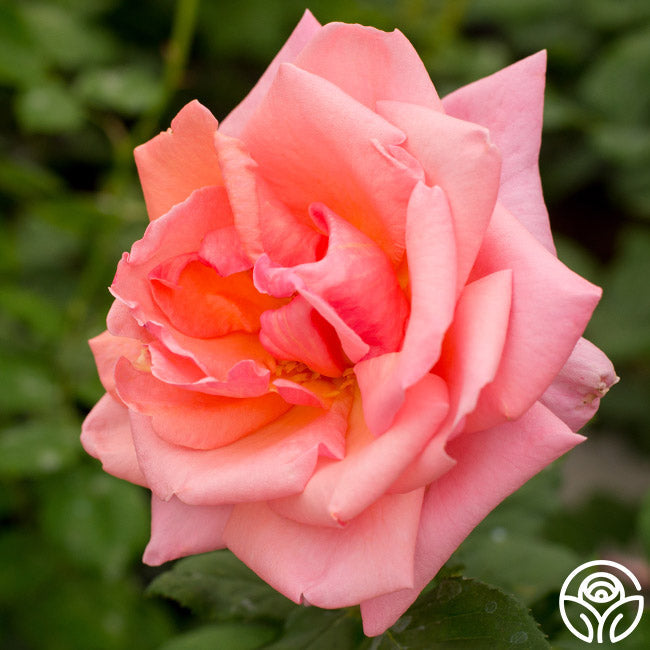  Fragrant Hour