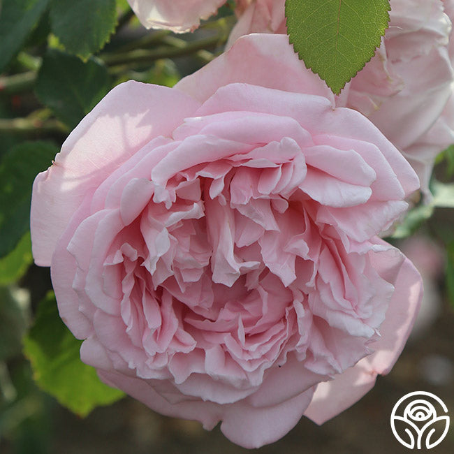  Fragrant Masterpiece™