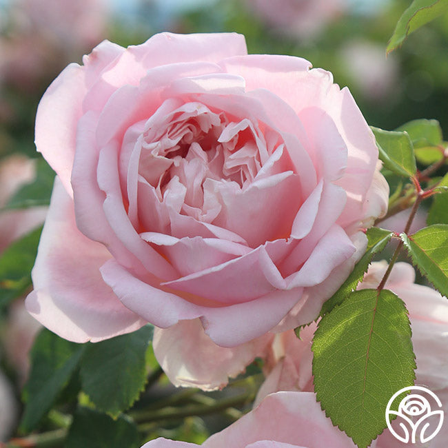  Fragrant Masterpiece™