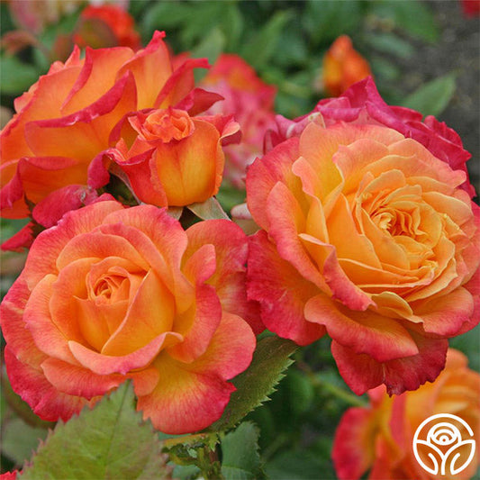 Garden Delight™