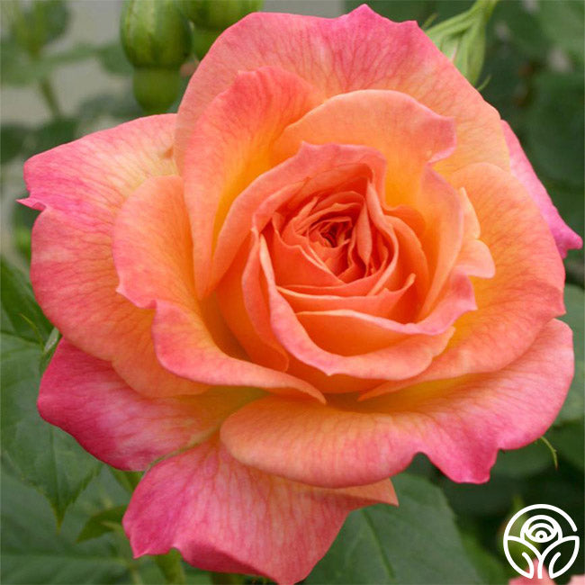  Garden Delight™