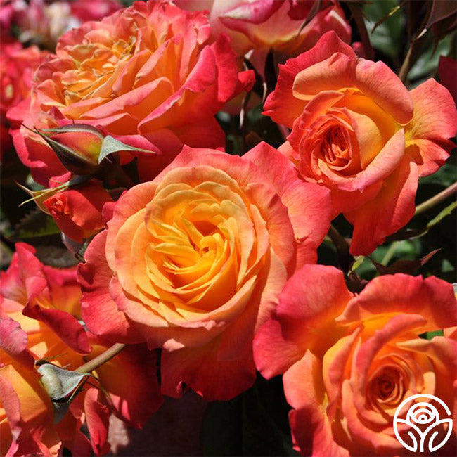  Garden Delight™