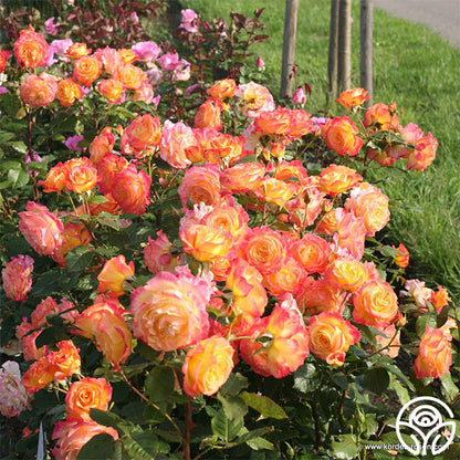  Garden Delight™
