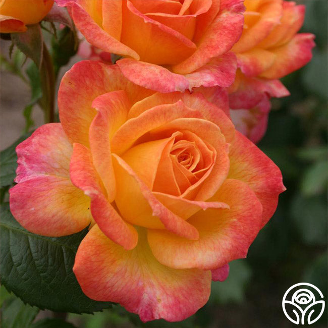  Garden Delight™