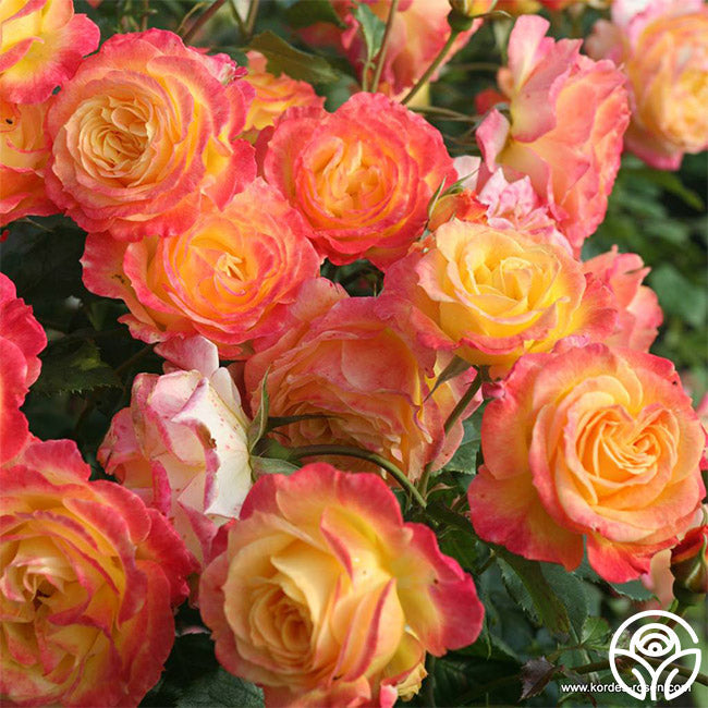  Garden Delight™