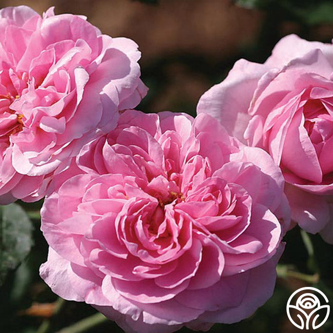  Gertrude Jekyll®