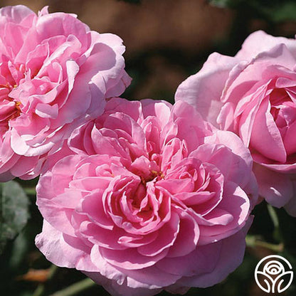  Gertrude Jekyll®