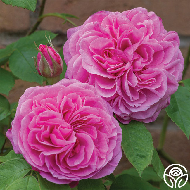  Gertrude Jekyll®