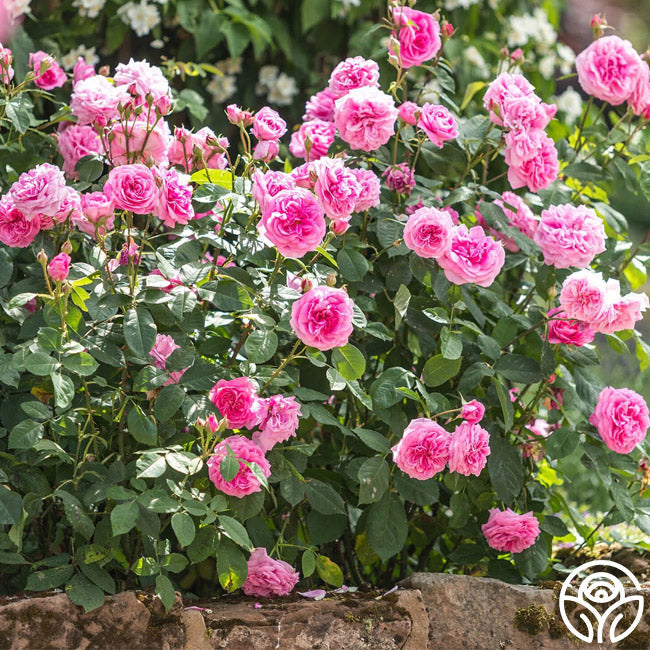  Gertrude Jekyll®