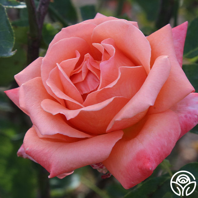  Gitte