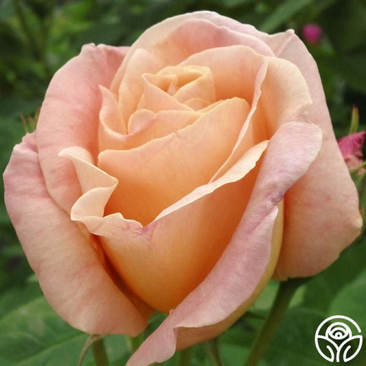  Golden Blush