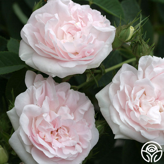  Great Maiden's Blush