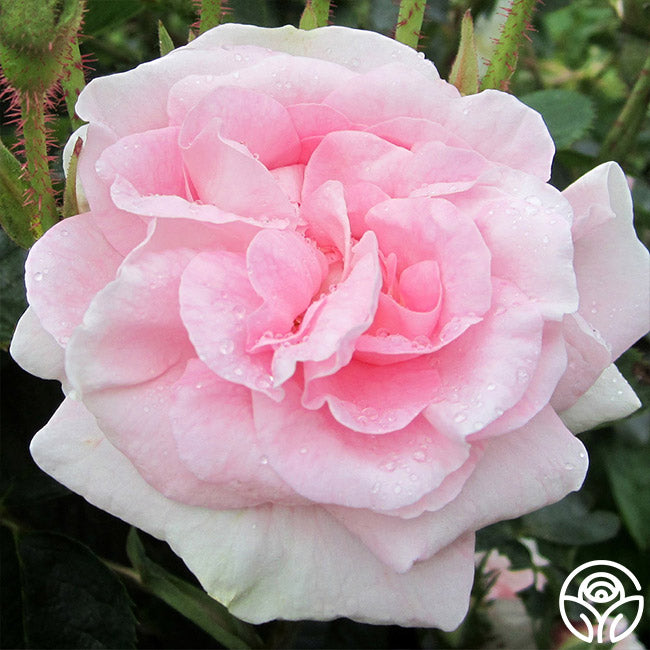  Great Maiden's Blush