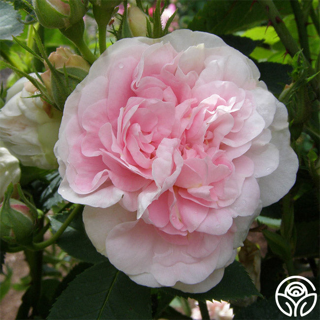  Great Maiden's Blush