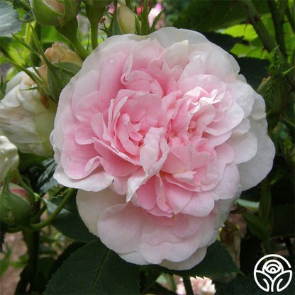  Great Maiden's Blush