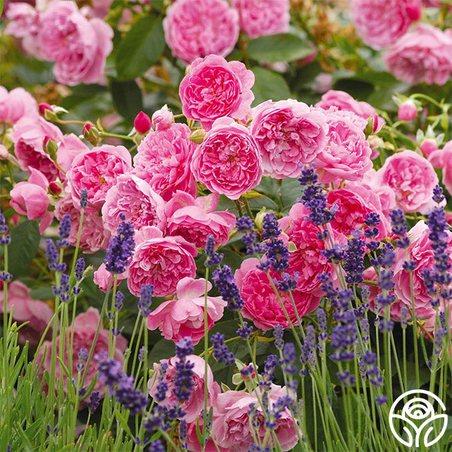  Harlow Carr™
