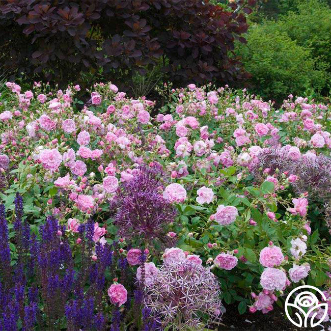  Harlow Carr™