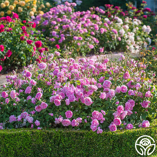  Harlow Carr™