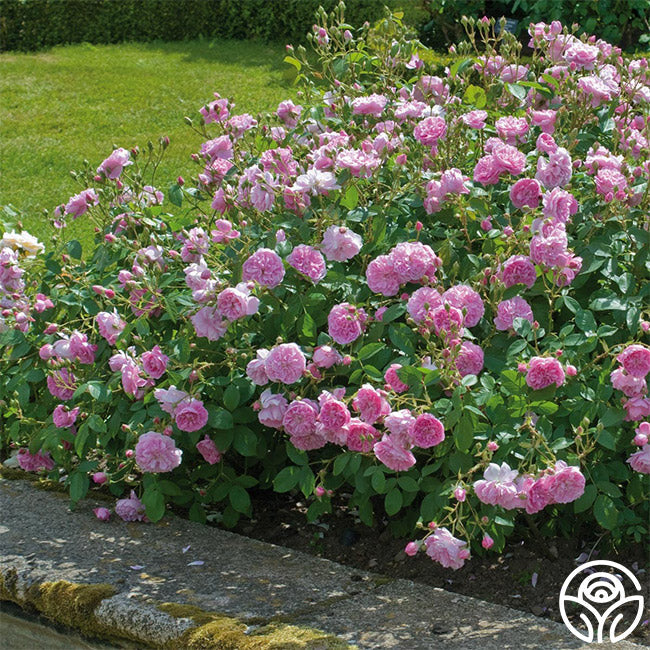  Harlow Carr™