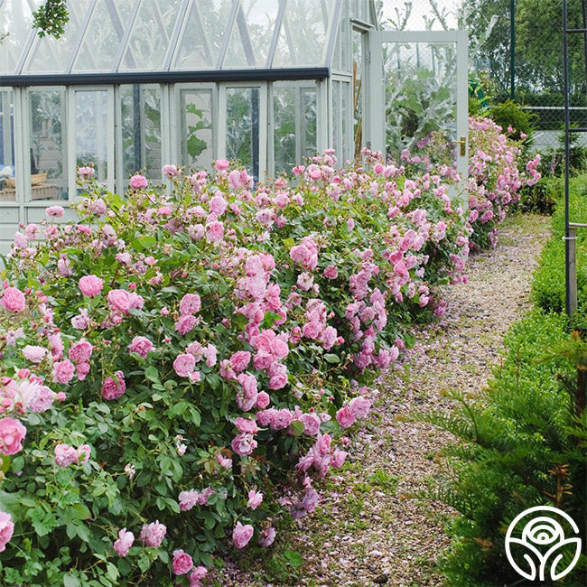  Harlow Carr™