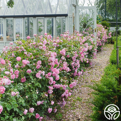  Harlow Carr™