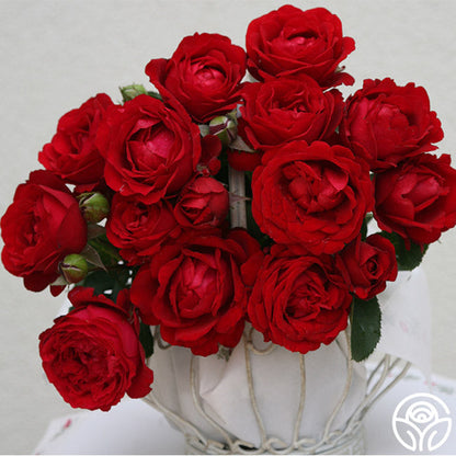  Eleganza® Heart Song™