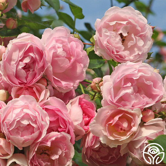  Arborose® Jasmina