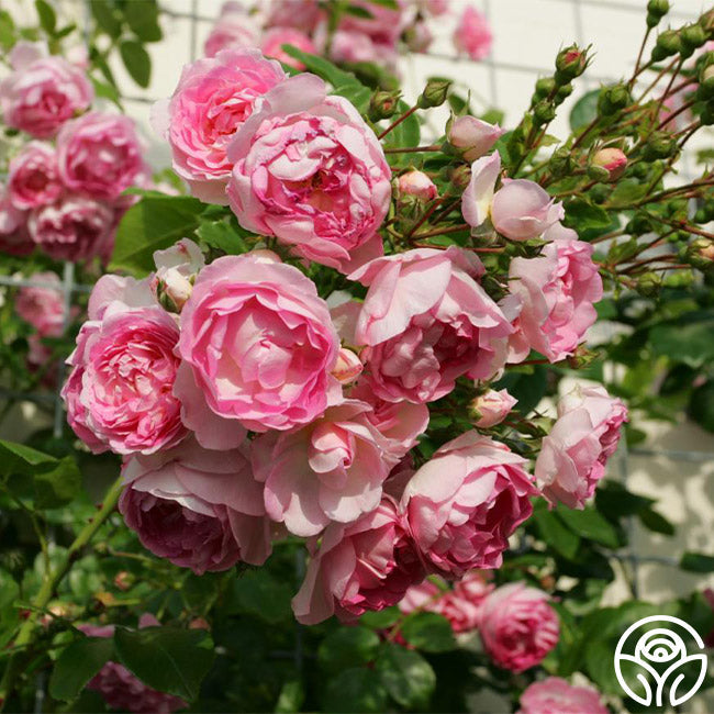  Arborose® Jasmina