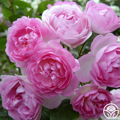  Arborose® Jasmina