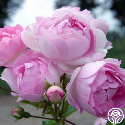  Arborose® Jasmina