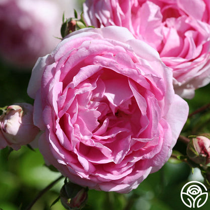  Arborose® Jasmina