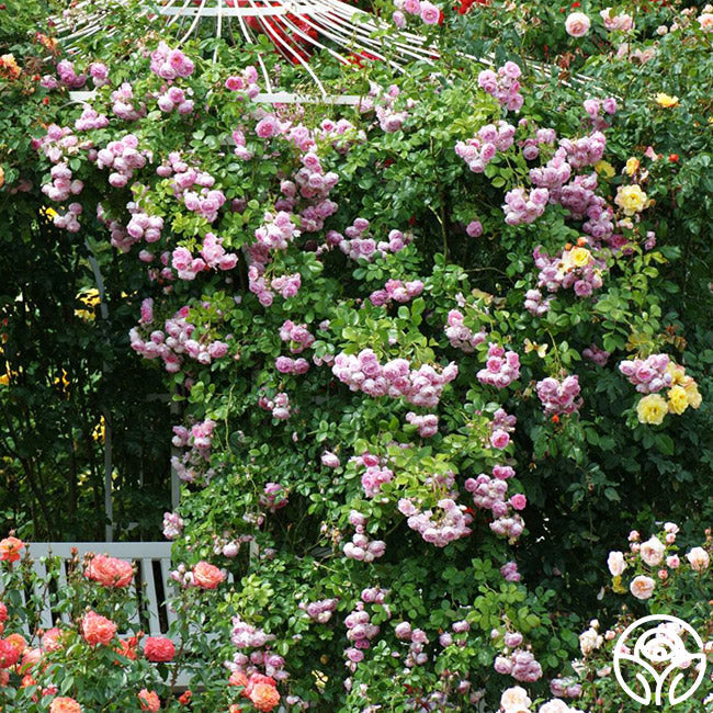  Arborose® Jasmina