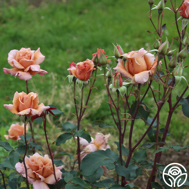  Julia's Rose®