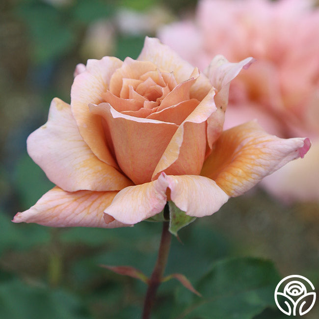  Julia's Rose®