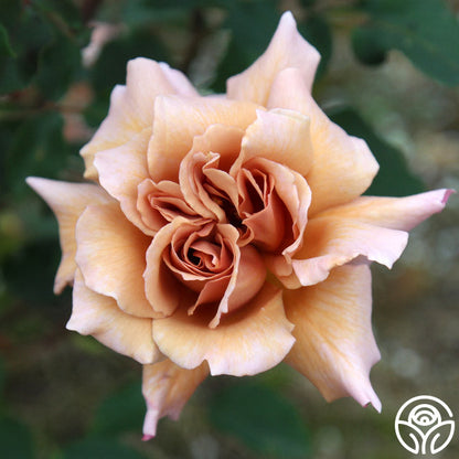  Julia's Rose®
