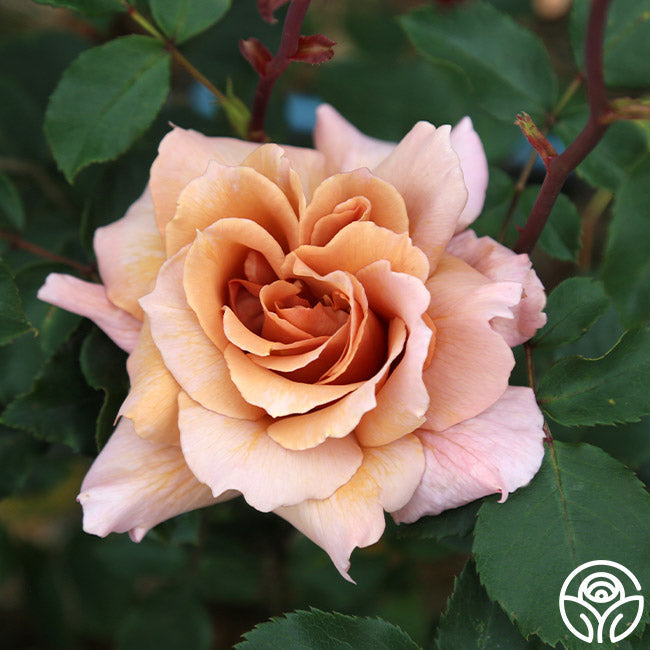  Julia's Rose®