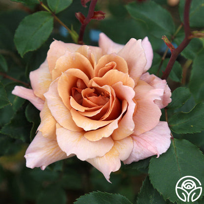  Julia's Rose®