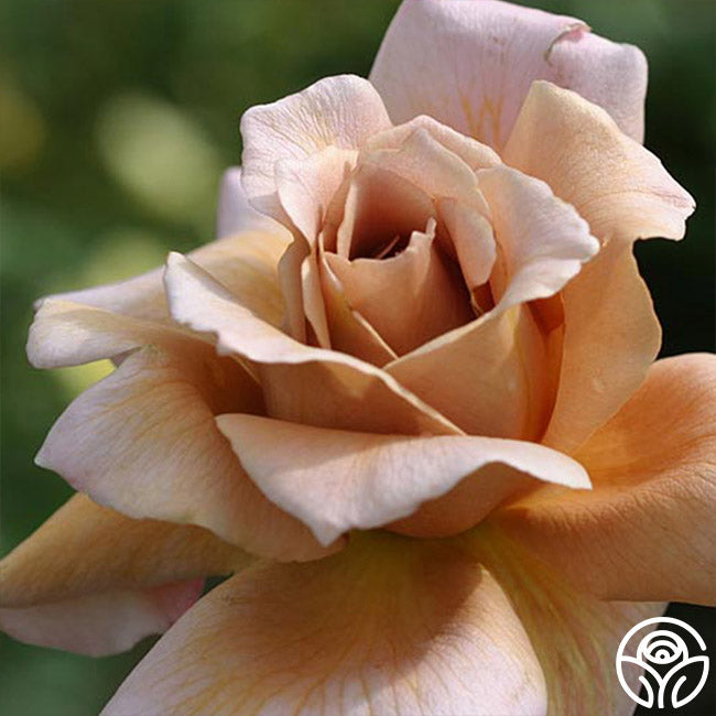  Julia's Rose®