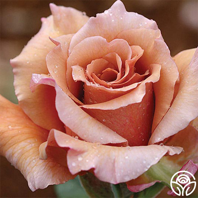 Julia's Rose®