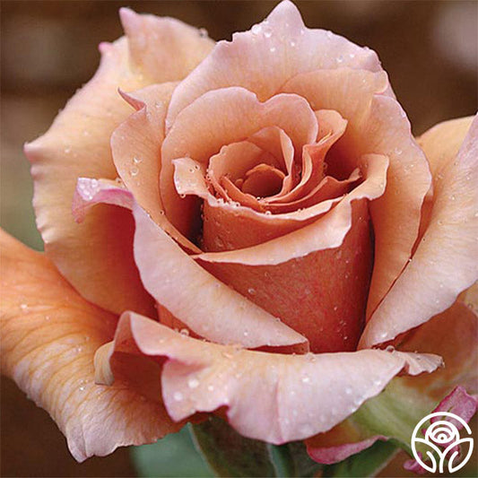  Julia's Rose®