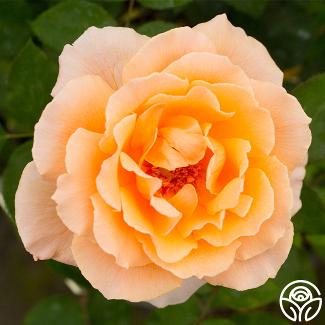  Just Joey®