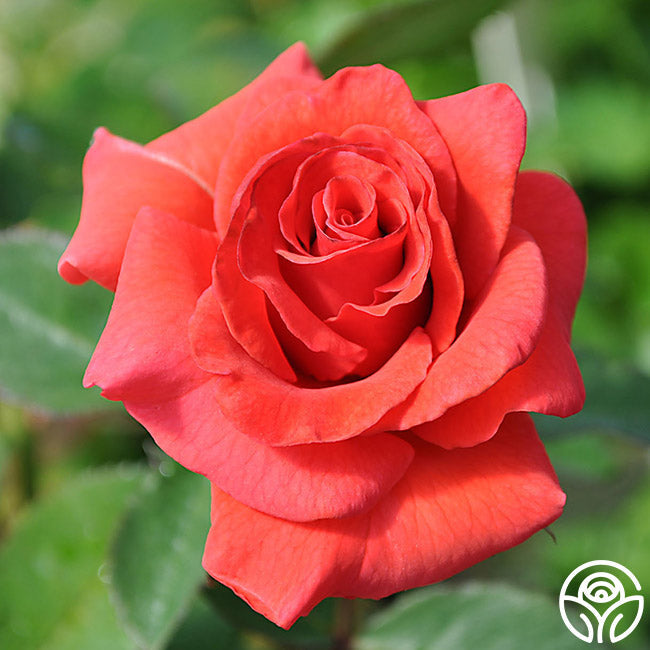  Kanegem