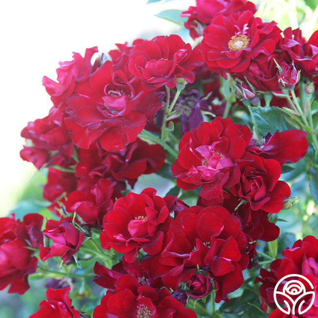  Keep In Touch