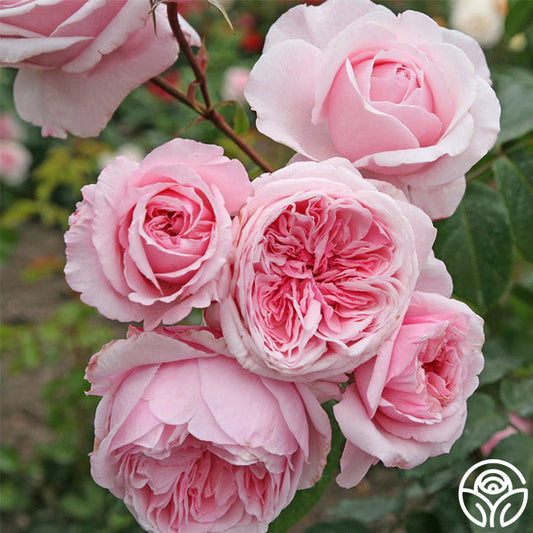 Arborose® Kiss Me Kate