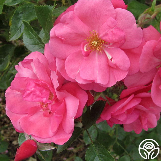  Lady Elsie May™