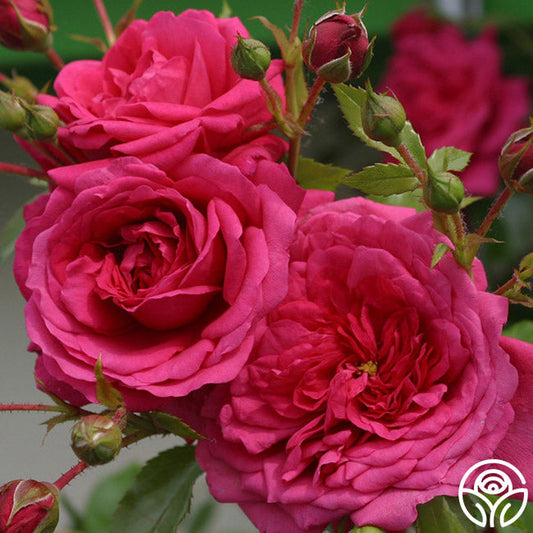  Arborose® Laguna